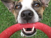 Looking for Safe and Healthy Dog Products Just Got A Lot Easier Looking for Safe and Healthy Dog Products Just Got A Lot Easier