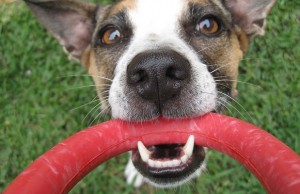 Looking for Safe and Healthy Dog Products Just Got A Lot Easier Looking for Safe and Healthy Dog Products Just Got A Lot Easier