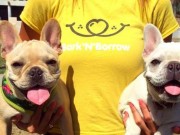 New App Lets Lonely Humans Borrow Dogs Free of Charge New App Lets Lonely Humans Borrow Dogs Free of Charge