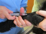 New Groundbreaking Canine Cancer Vaccine Shows Promise What Is Holistic Veterinary Medicine for Dogs