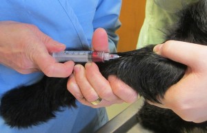 New Groundbreaking Canine Cancer Vaccine Shows Promise What Is Holistic Veterinary Medicine for Dogs