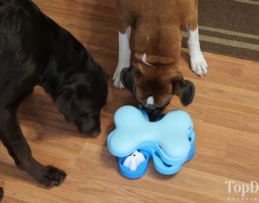 Review: Nina Ottosson Puzzle Toys for Dogs Nina Ottosson Puzzle Toys for Dogs Review