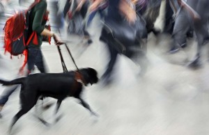 Service Dog Gear Must-Haves: What’s Most Important for Owners? Service Dog Gear Must-Haves - What's The Most Important for Owners