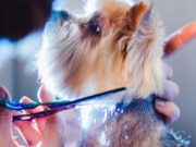 The Best Dog Grooming Scissors Sets The Best Dog Grooming Scissors Sets