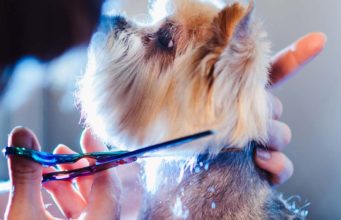 The Best Dog Grooming Scissors Sets The Best Dog Grooming Scissors Sets