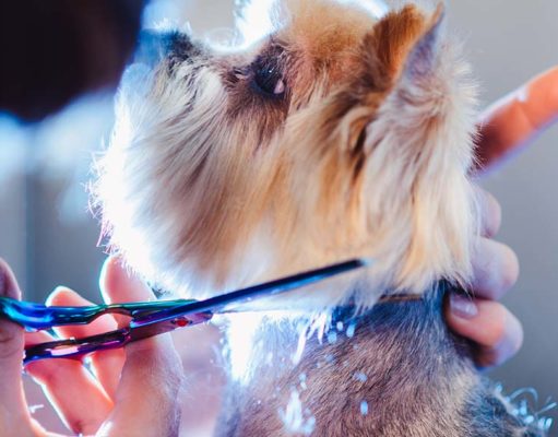 The Best Dog Grooming Scissors Sets The Best Dog Grooming Scissors Sets