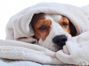 How to Treat a Dog with a Cold how to treat a dog with a cold
