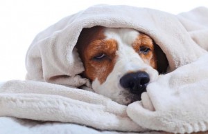 How to Treat a Dog with a Cold how to treat a dog with a cold