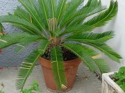 This Common Plant is Dangerous for Dogs This Common Plant is Dangerous for Dogs