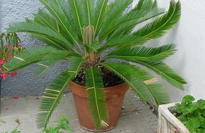 This Common Plant is Dangerous for Dogs This Common Plant is Dangerous for Dogs