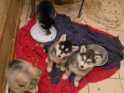 This Horrific Puppy Trade is A Booming Business in the UK This Horrific Puppy Trade is A Booming Business in the UK