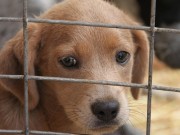 Partnership Extension Provides 1 Million Meals Annually to Homeless Pets Three Year Partnership Helps 1 Million Shelter Animals