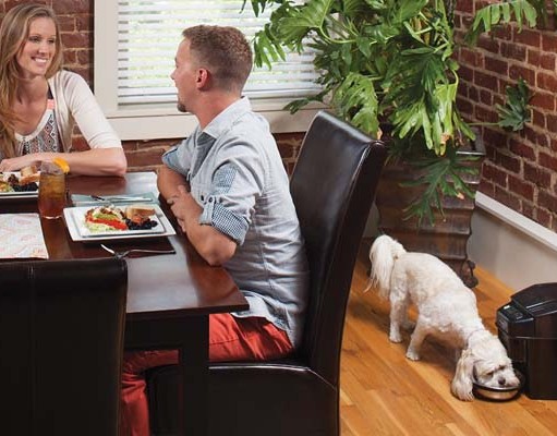 Top 8 Best Automatic Dog Food Dispensers The Best Automatic Dog Food Dispenser