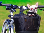 Top 5 Best Dog Baskets for Bikes Top 5 Best Dog Basket for Bike Reviews