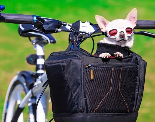 Top 5 Best Dog Baskets for Bikes Top 5 Best Dog Basket for Bike Reviews