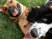 Use This App to Let Your Dog Sniff Out Friends On Social Media Use This App to Let Your Dog Sniff Out Friends On Social Media