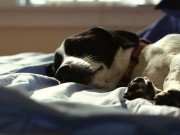 Want Better Sleep? Let your Dog In the Bed! Want Better Sleep Let your Dog In the Bed