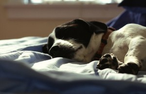 Want Better Sleep? Let your Dog In the Bed! Want Better Sleep Let your Dog In the Bed