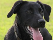 Want to Find Out What Breeds Your Mutt is Made Of? Want to Find Out What Breeds Your Mutt is Made Of