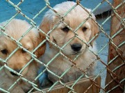 What Would A Dog Do to Comfort Crying Puppies? What Would A Dog Do to Comfort Crying Puppies