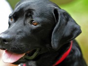 What is the Most Common Dog Breed? What is the most popular dog breed
