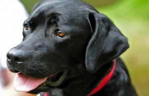 What is the Most Common Dog Breed? What is the most popular dog breed