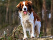 What Would You Do If Your Dog Got Lost? What would you do if your dog got lost.