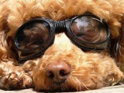 Who Knew Doggy Sunglasses Were Such Big Business? Who Knew Doggy Sunglasses Were Such Big Business