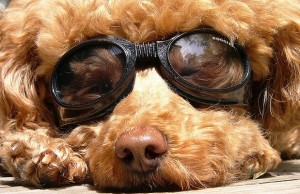 Who Knew Doggy Sunglasses Were Such Big Business? Who Knew Doggy Sunglasses Were Such Big Business