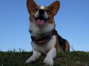 Who Knew One Little Dog Could Do So Much? Who Knew One Little Dog Could Do So Much
