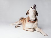 7 Tips on Why Do Dogs Howl and How To Get Them to Stop Why Do Dogs Howl and How to Get Them to Stop