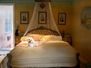 Why Is the Pet Product Market in India So Different Than in the U.S.? Why Is the Pet Product Market in India So Different Than in the U.S.