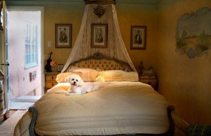 Why Is the Pet Product Market in India So Different Than in the U.S.? Why Is the Pet Product Market in India So Different Than in the U.S.