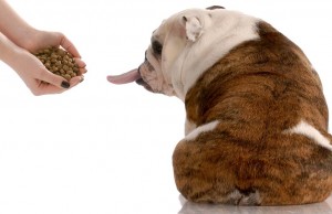 Why Won’t My Dog Eat? Here’s Why Dogs May Refuse Food Why Wont My Dog Eat - Here is Why Dogs May Refuse to Eat
