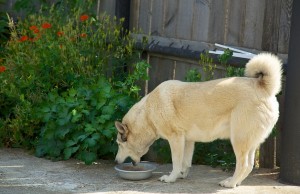 How to Save Your Dog from Choking Would You know how to save your dog if he is choking
