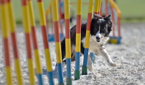 Agility Training for Dogs: The Ultimate Beginners Guide