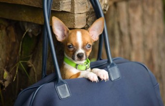 Backpacks to Carry Dogs: How to Bring Your Small Dog Everywhere Backpacks to Carry Dogs - How to Bring Your Small Dog Everywhere