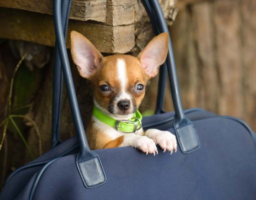 Backpacks to Carry Dogs: How to Bring Your Small Dog Everywhere Backpacks to Carry Dogs - How to Bring Your Small Dog Everywhere