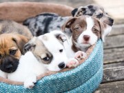 Top 5 Best Cheap Dog Beds Under $20 Best Cheap Dog Beds