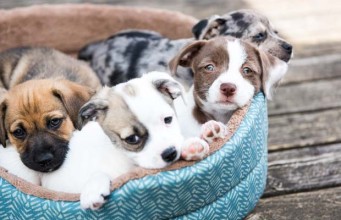 Top 5 Best Cheap Dog Beds Under $20 Best Cheap Dog Beds