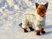 6 Best Dog Coats for Winter Best Dog Coats for Winter and Rain