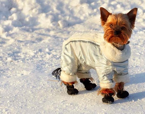 6 Best Dog Coats for Winter Best Dog Coats for Winter and Rain