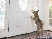 Review: The Clawguard Door Protector The Clawguard Review