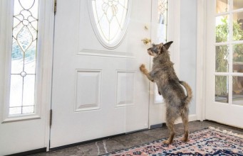 Review: The Clawguard Door Protector The Clawguard Review