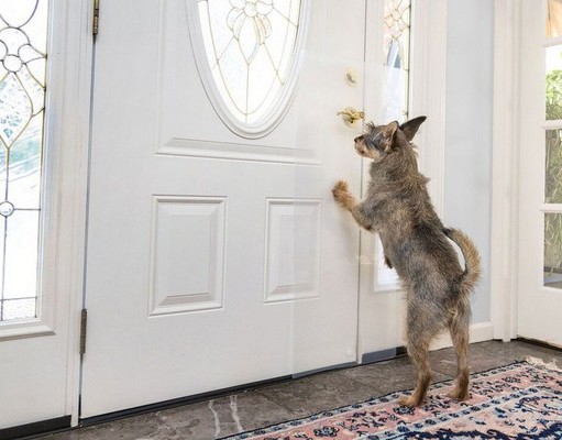 Review: The Clawguard Door Protector The Clawguard Review