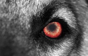 How to Overcome Fear of Dogs: Cynophobia in Adults and Children Cynophobia - How to Overcome Fear of Dogs