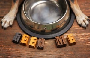 4 Different Types of Dog Food and Which One Your Dog Needs Different Types of Dog Food and Which One Your Dog Needs