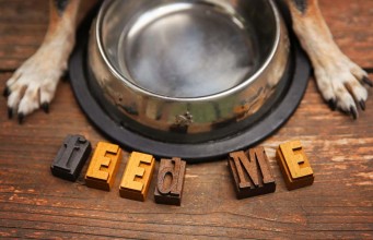 4 Different Types of Dog Food and Which One Your Dog Needs Different Types of Dog Food and Which One Your Dog Needs