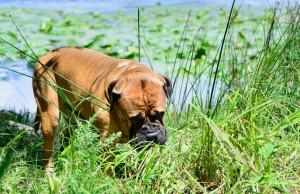 Does My Dog Eat Grass Because He Needs To or Likes To? Does My Dog Eat Grass Because He Needs To or Likes To