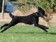 Does Your Dog Need to Get His Workout On? Does Your Dog Need to Get His Workout On